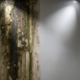 Bagaimana Mengecat dinding berjamur dan cat mengelupas?