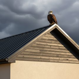 Bagaimana Pengecatan Dinding: Pilihan Warna, Perawatan Permukaan, Efisiensi Energi?